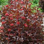 Пузыреплодник «Lady in Red», С1, фото 2