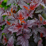 Пузыреплодник «Red Baron», С3, фото 2