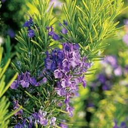 Розмарин «Blue Cascade», С3,6