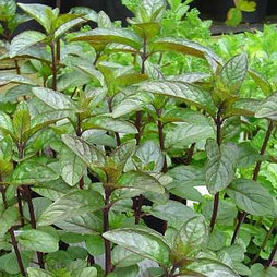 Мята шоколадная, С1