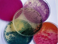 Staphylococcus aureus үшін хромогенді агар, 500г/орама, 100г/орама