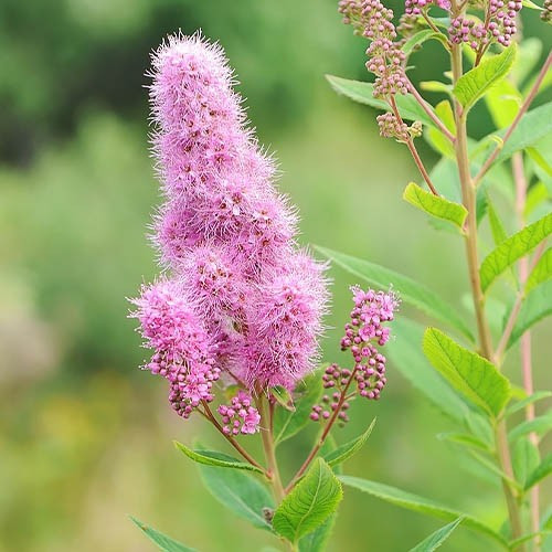 Спирея «Billardii», С3, фото 1