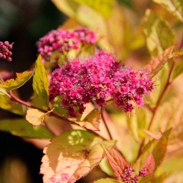 Спирея японская «Firelight», С3 (id 114936736), купить в Казахстане ...