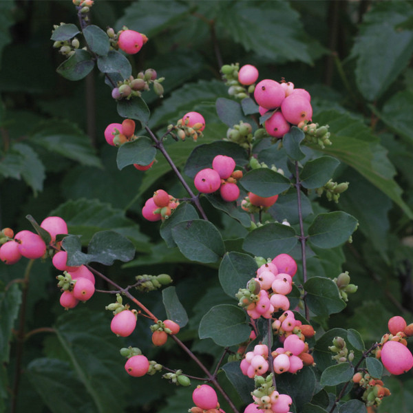 Снежноягодник «Amethist», С7,5, фото 1