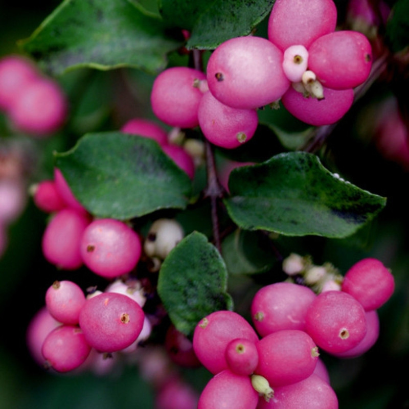 Снежноягодник «Magic Berry», С3