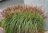 Мискантус китайский «Red Chief», Р12, фото 2