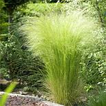 Ковыль тончайший «Pony tails», С2, фото 2