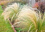 Ковыль тончайший «Pony tails», Р9, фото 3