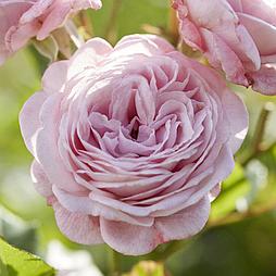 Роза «Prince Jardinier»