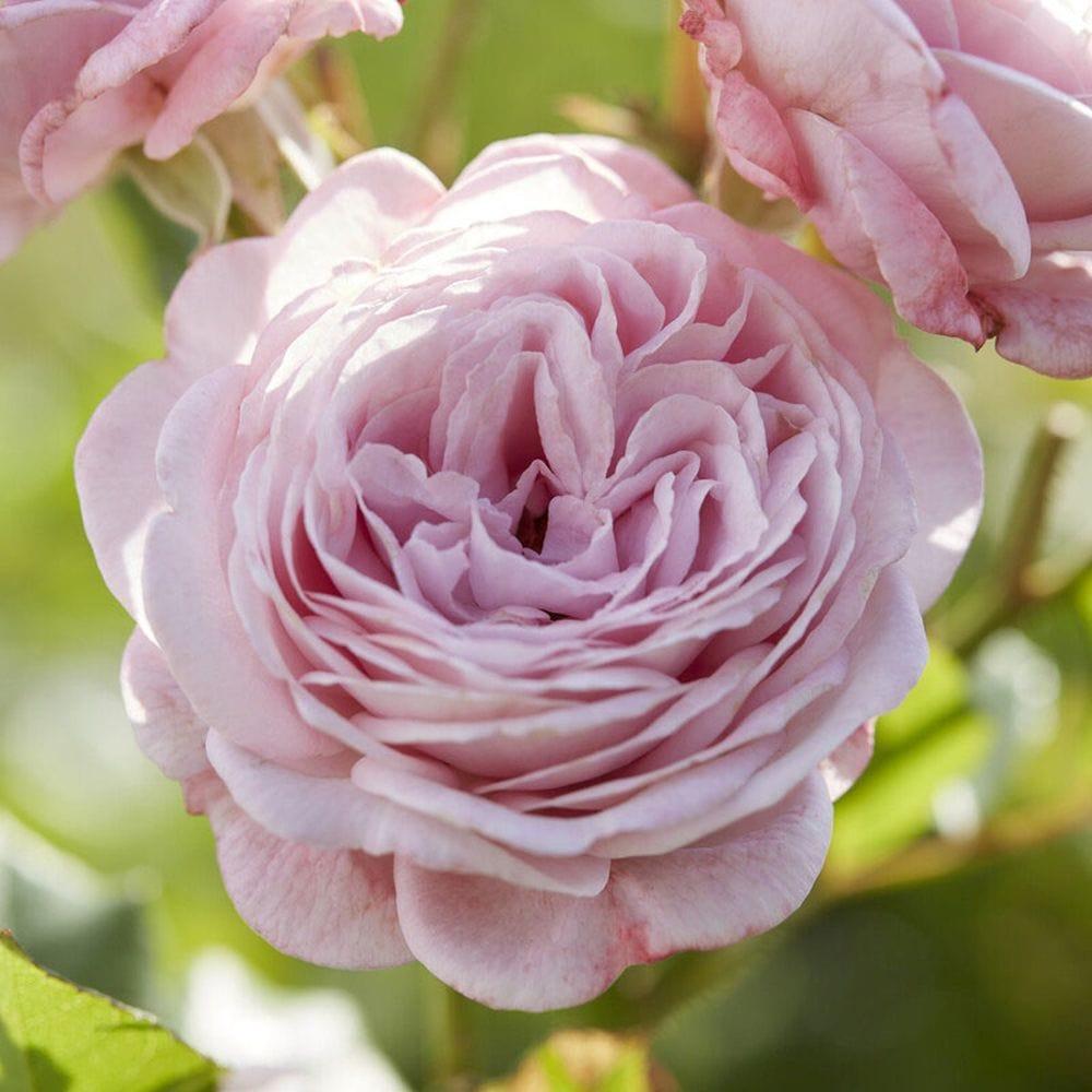Роза «Prince Jardinier» - фото 1 - id-p114937741