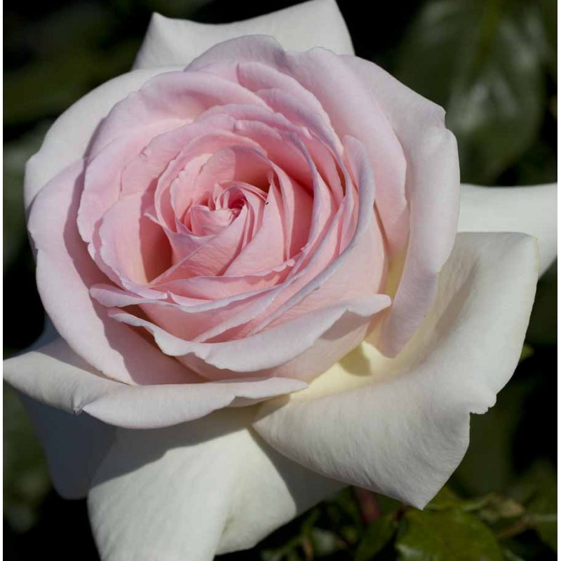 Роза «Prince Jardinier» - фото 2 - id-p114937741