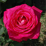 Роза «First Blush» С7, фото 2