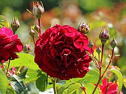 Роза «Bordeaux»