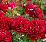 Роза «Bordeaux», фото 3