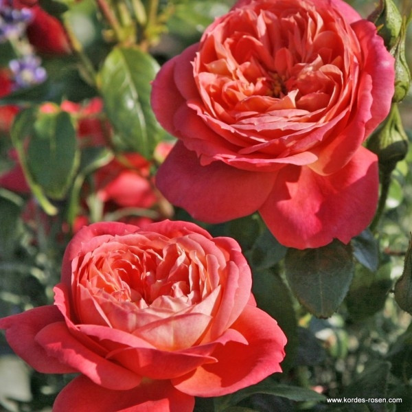 Роза «Queen of Hearts» С7, фото 1