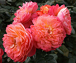 Роза «Queen of Hearts» С7, фото 3