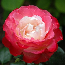 Роза «La garconne»