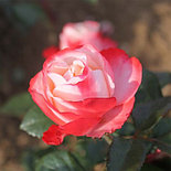 Роза «La garconne», фото 2