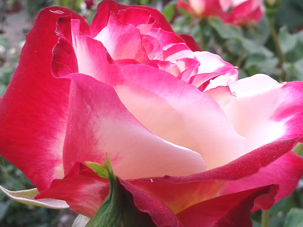Роза «La garconne» - фото 4 - id-p114980330