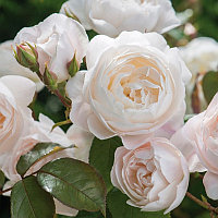 Роза «Desdemona»