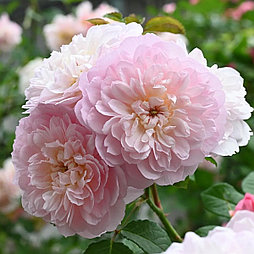 Роза «Elizabeth»
