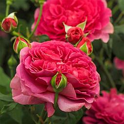 Роза «Gabriel Oak»