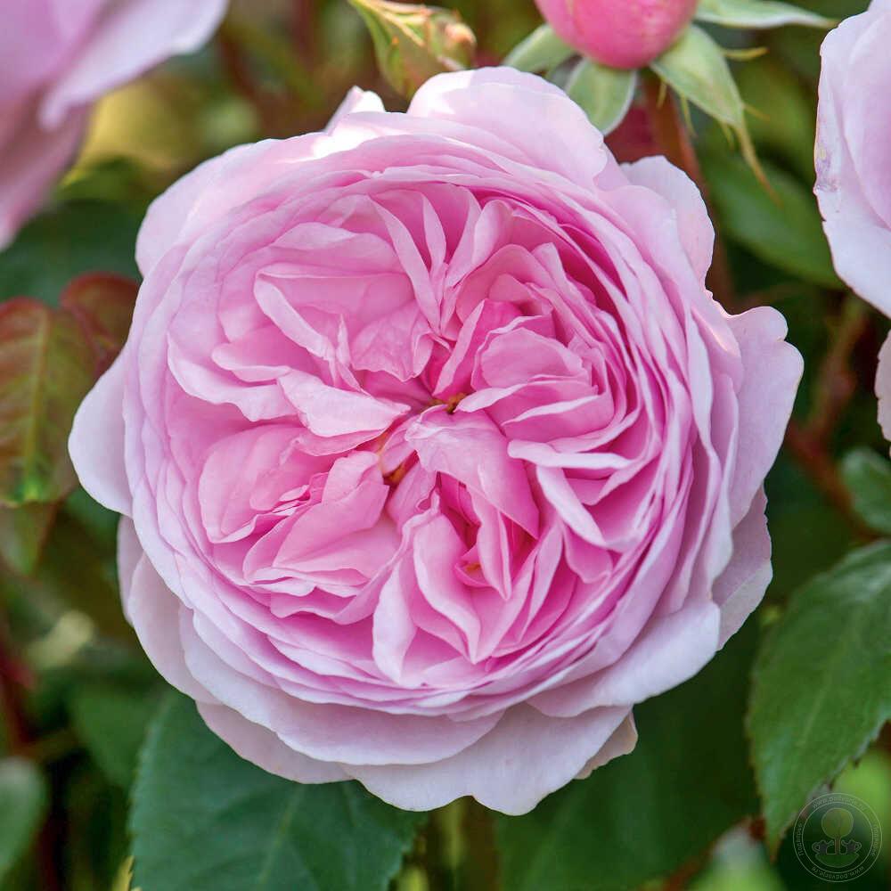 Роза «Olivia Rose» С7, фото 1