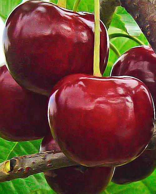 Теңіздегі яхтадағы порно видео