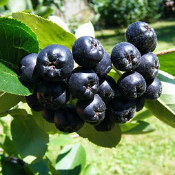 Арония «Викинг», С3