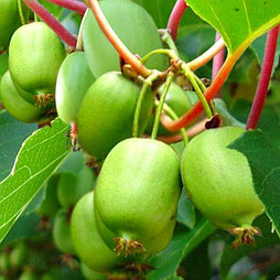 Актинидия «Иссаи», С7,5