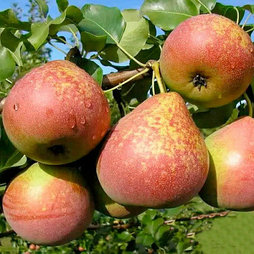 Груша «Мраморная»