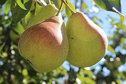 Груша «Россошанская поздняя»