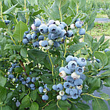 Голубика «Элизабет», Р9, фото 2