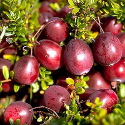 Клюква «Бен лир», С3