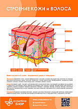 Постер №1 СТРОЕНИЕ КОЖИ И ВОЛОСА