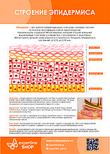 Постер №2 СТРОЕНИЕ ЭПИДЕРМИСА