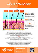 Постер №4 ФАЗЫ РОСТА ВОЛОС