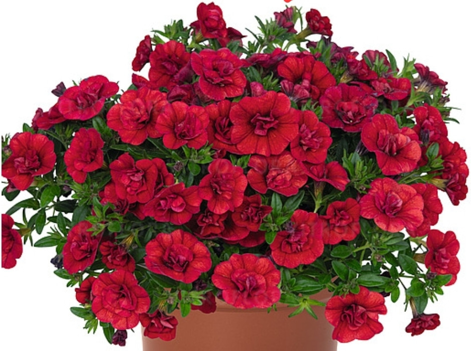 Aloga Double Red N 456 / подрощенное растение - фото 1 - id-p89538776
