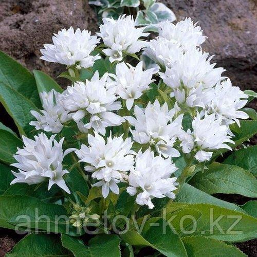 Колокольчик скученный белый (Campanula glomerata Wihte) С2