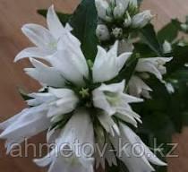 Колокольчик скученный(Campanula glomerata Wihte) белый С2 - фото 3 - id-p106083084