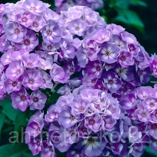 Флокс С2(горшок - 2 литра) (Phlox) Laura - фото 1 - id-p115117837