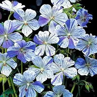 Герань луговая Сплиш-Сплэш белая с голубым (Geranium prаtense Striatum Splish-Splash) С2