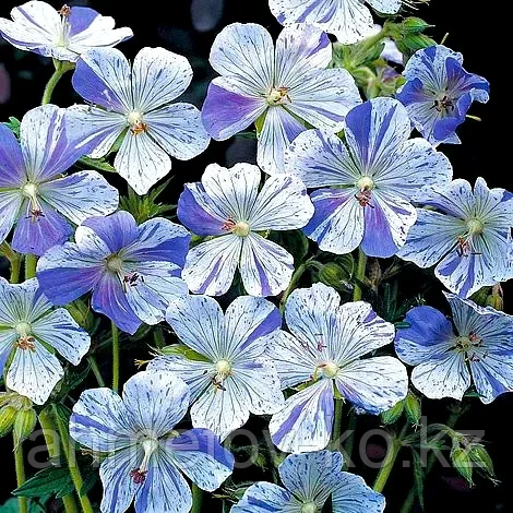 Герань луговая Сплиш-Сплэш белая с голубым (Geranium prаtense Striatum Splish-Splash) С2 - фото 1 - id-p115120939