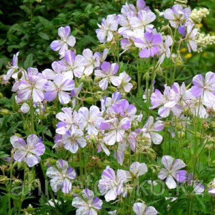 Герань луговая Сплиш-Сплэш белая с голубым (Geranium prаtense Striatum Splish-Splash) С2 - фото 3 - id-p115120939