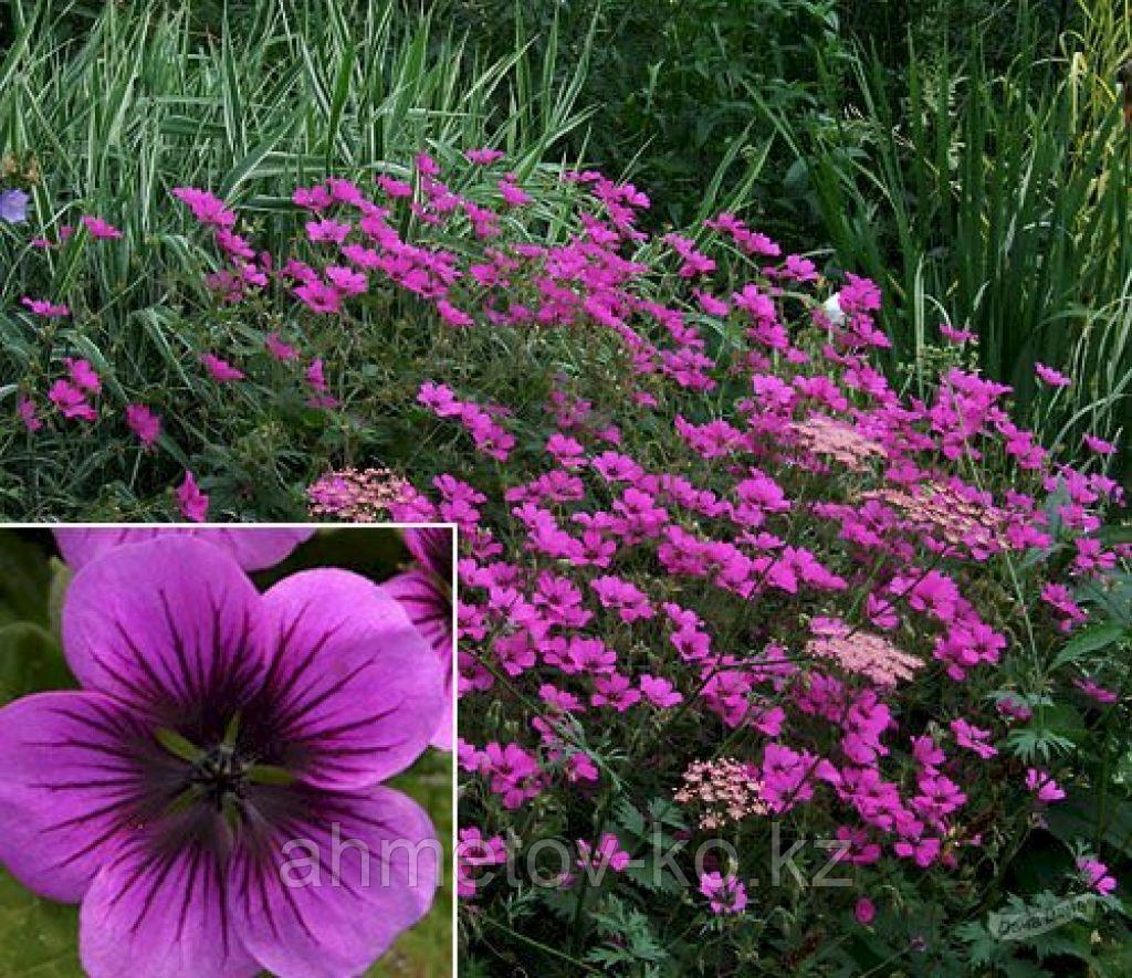 Герань оксфордская Патриция красная Geranium oxonianum Patricia  С2