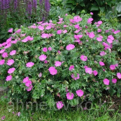Герань кроваво-красная Вижен-Виолет (Geranium sanguineumen Vision Violett) С2