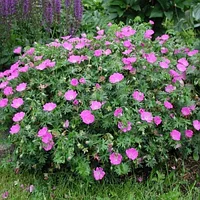 Герань кроваво-красная Вижен-Виолет (Geranium sanguineumen Vision Violett) С2