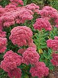 Седум (Очиток) видный Хербстфройде ( Sedum spectabile Herbstfreude ) С2, фото 2