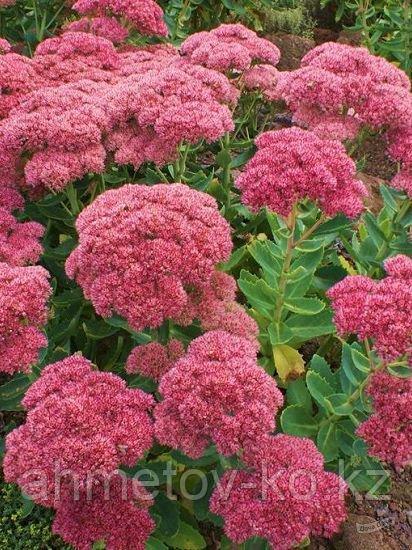 Седум (Очиток) видный Хербстфройде ( Sedum spectabile Herbstfreude ) С2 - фото 2 - id-p115121178