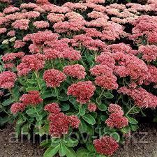 Седум (Очиток) видный Хербстфройде ( Sedum spectabile Herbstfreude ) С2